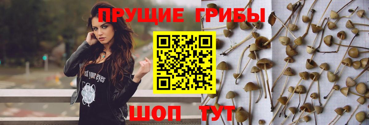 Галлюциногенные грибы Cubensis  Вход с VPN  Назарово 